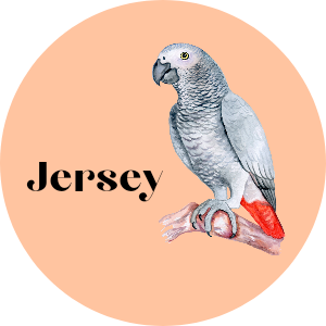 African Grey