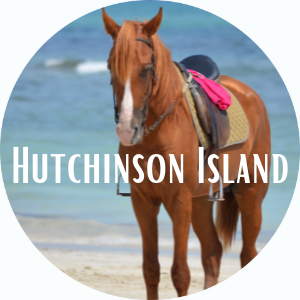 Horse on Beach