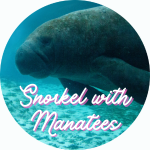 Manatee