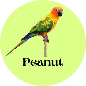 Sun Conure