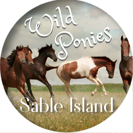 Wild Ponies