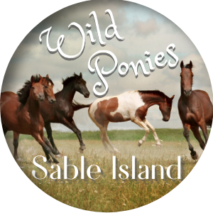 Wild Ponies